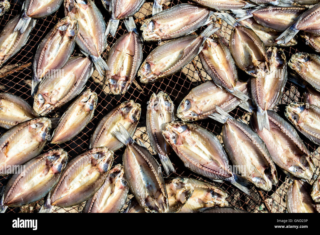 Cod hanging to dry on a fishing rack. Fish blood in the snow