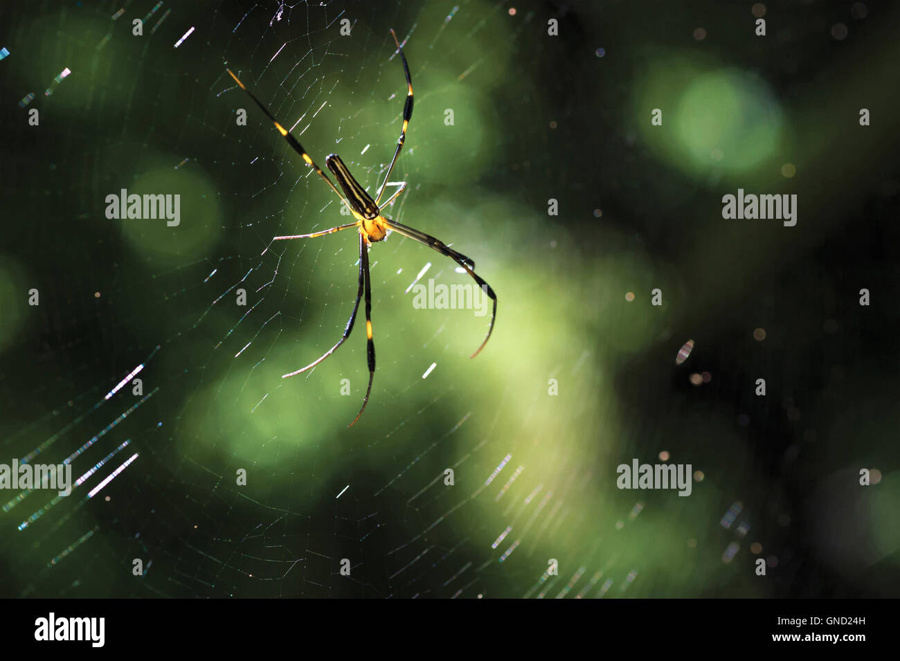Black spider hang on cobweb Stock Photo