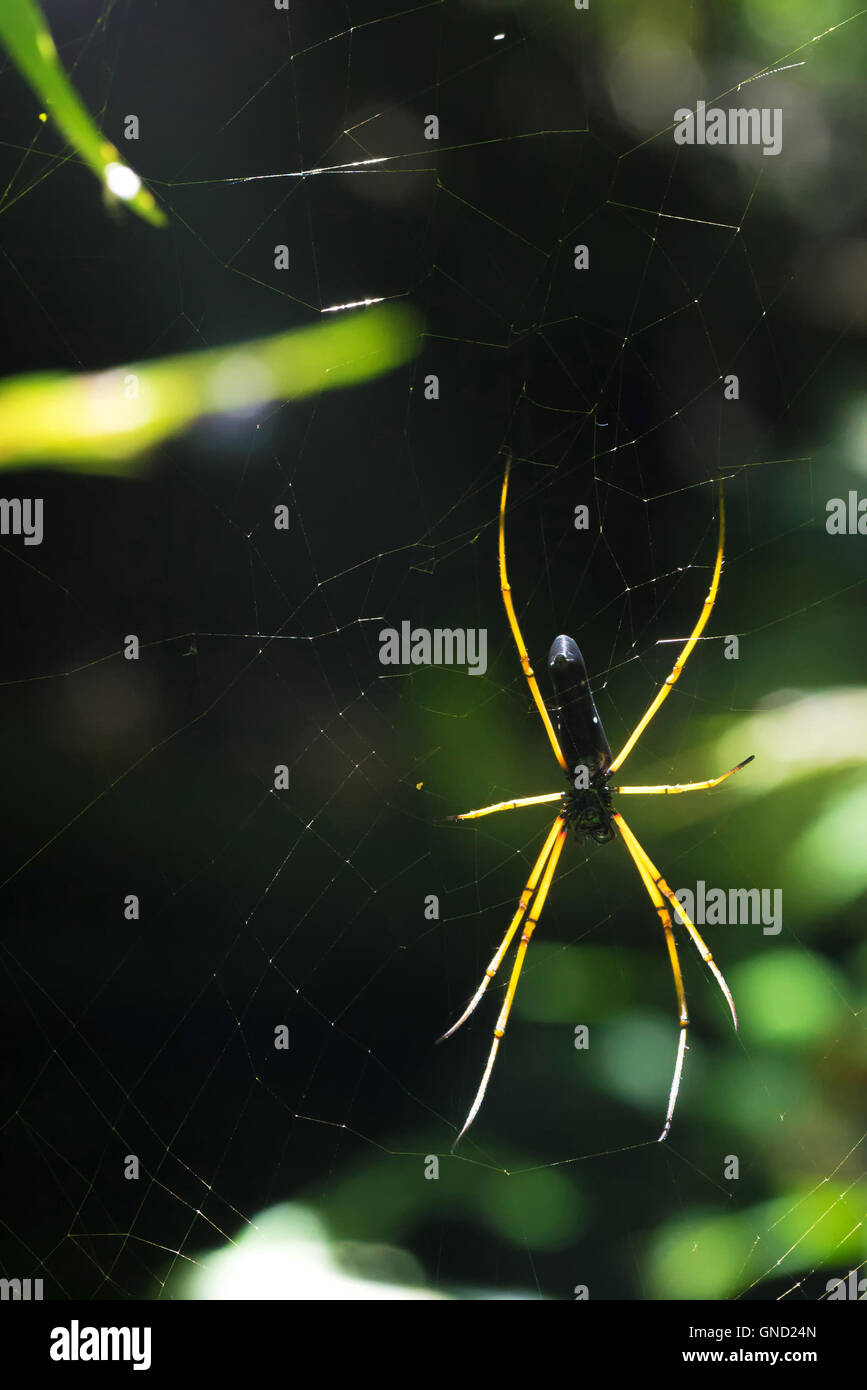 Black spider hang on cobweb Stock Photo