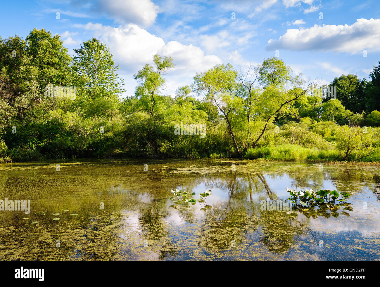 Jamestown Audubon Center and Sanctuary Stock Photo Alamy