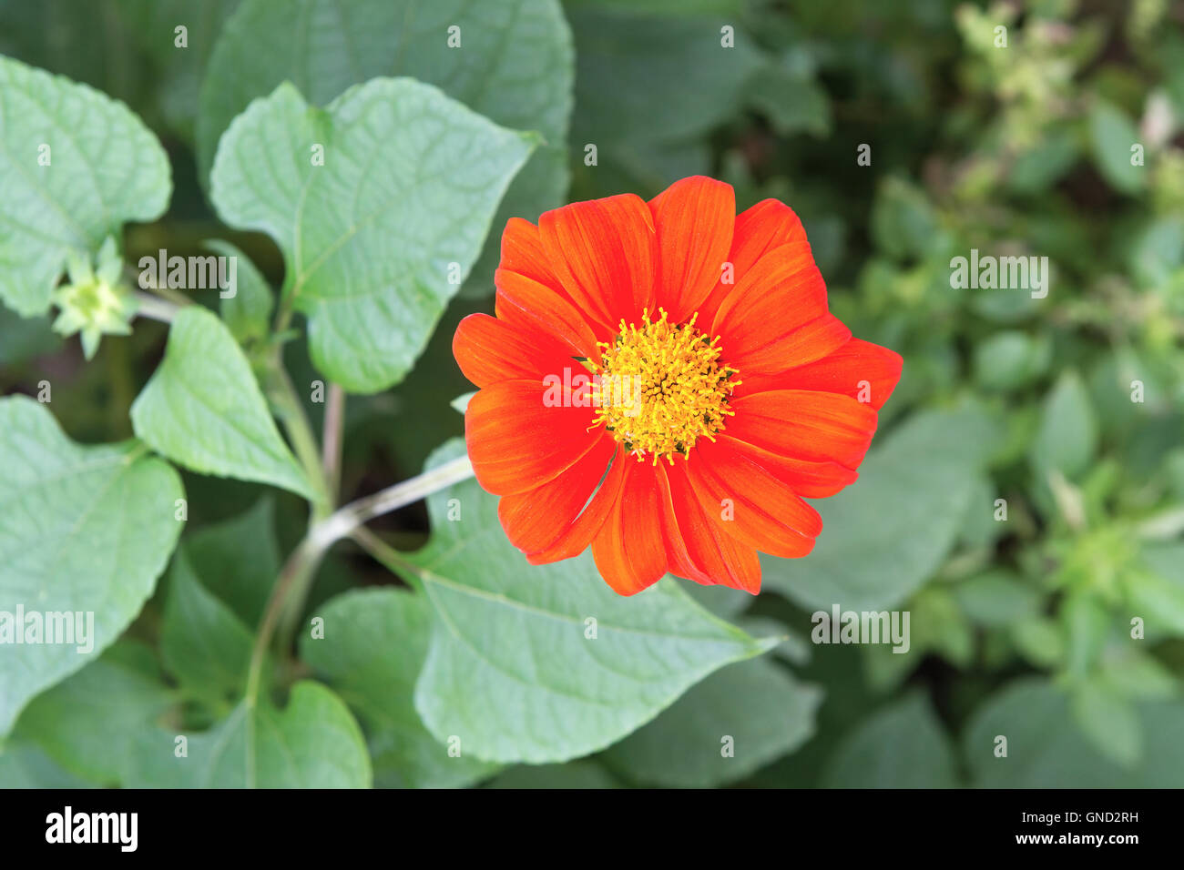 Colourful yellow red flower in nature Stock Photo
