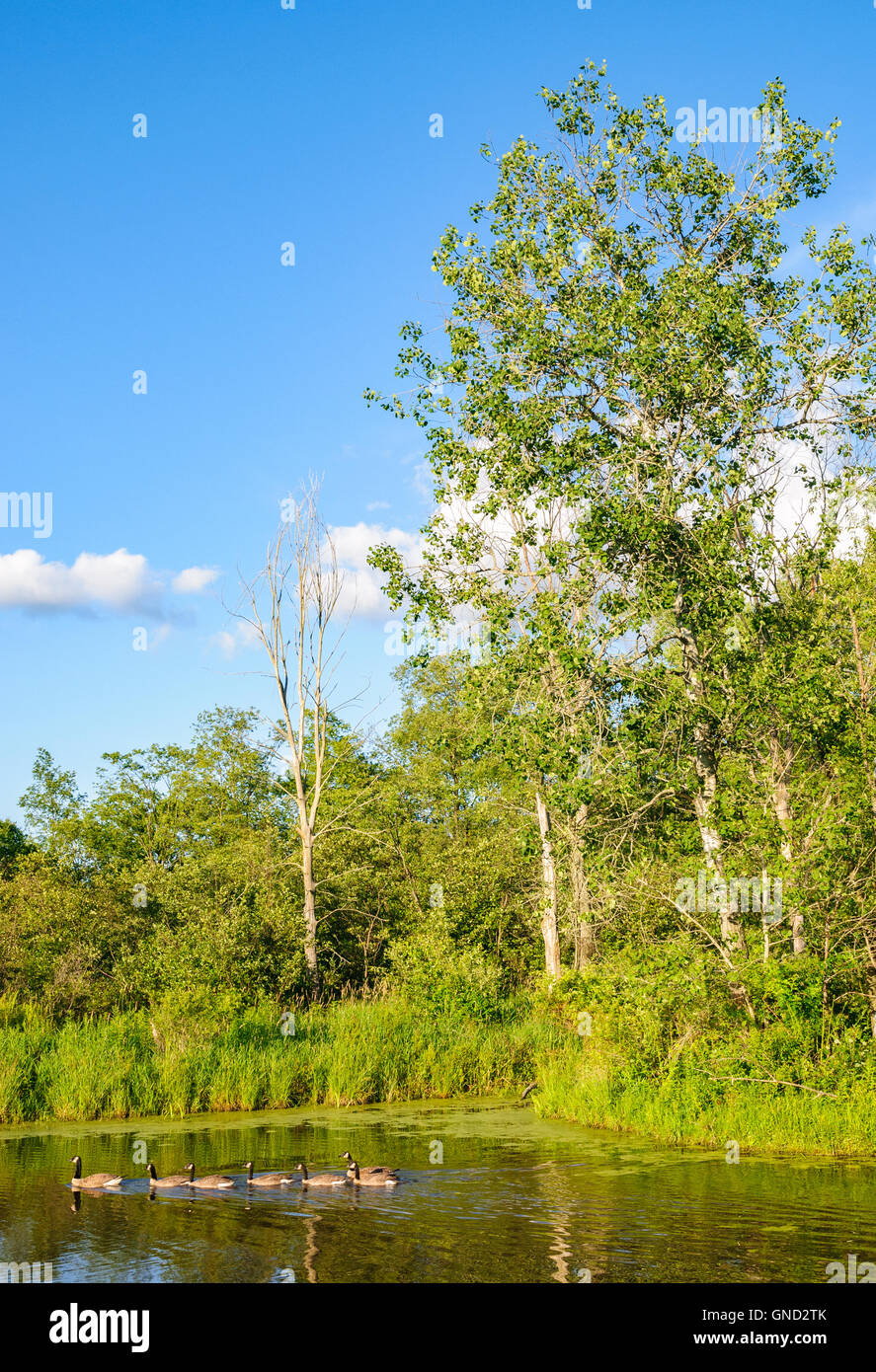 Jamestown Audubon Center and Sanctuary Stock Photo Alamy