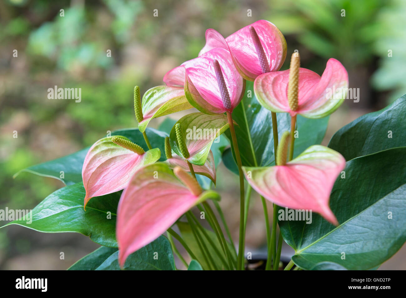 Beautiful pink spadix flower Stock Photo