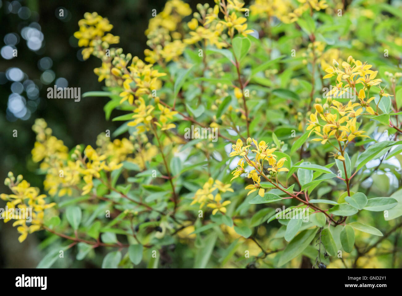 The plant of yellow hires stock photography and images Alamy