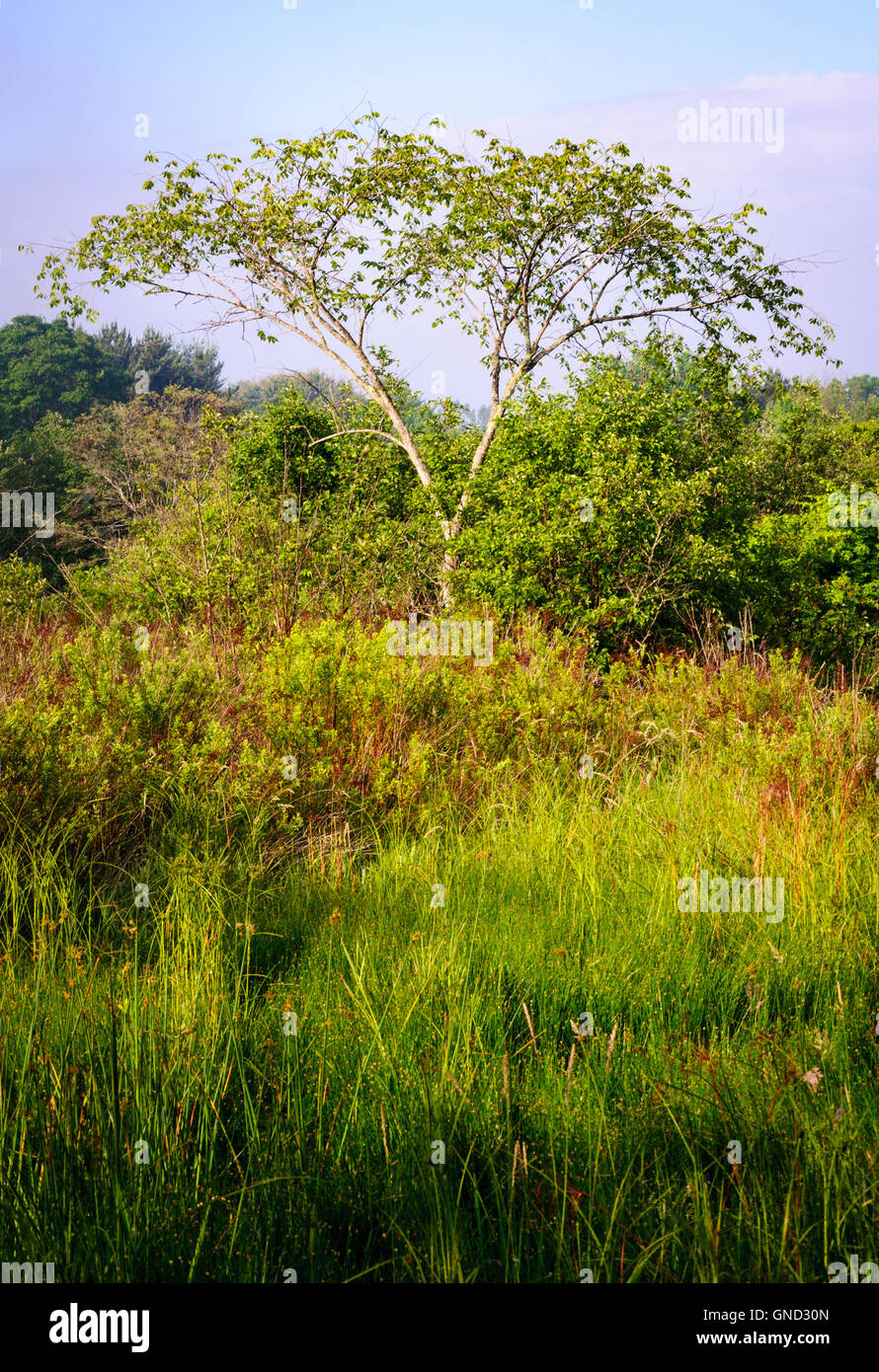 Jamestown Audubon Center and Sanctuary Stock Photo Alamy