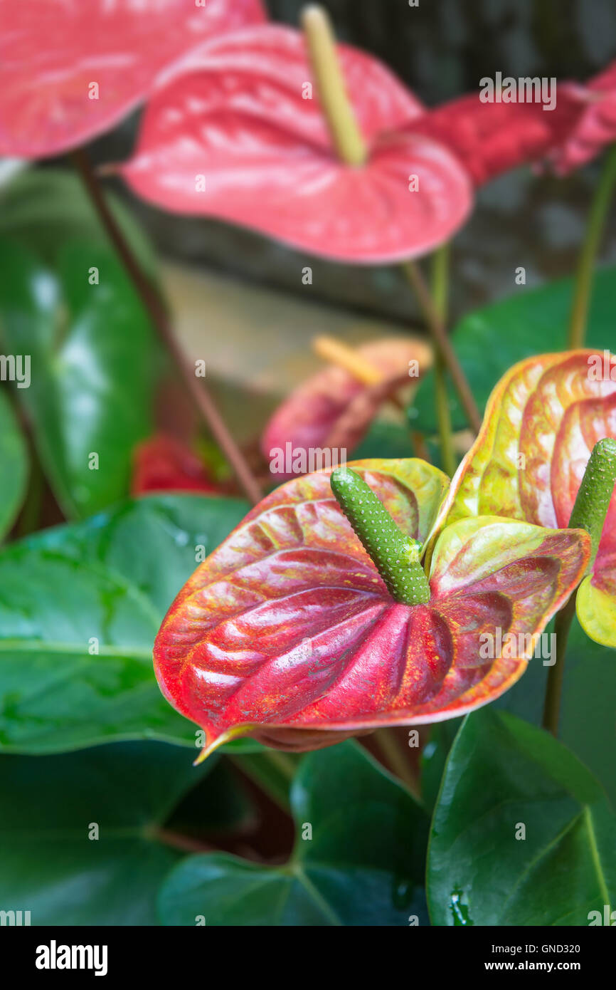 Beautiful spadix flower Stock Photo
