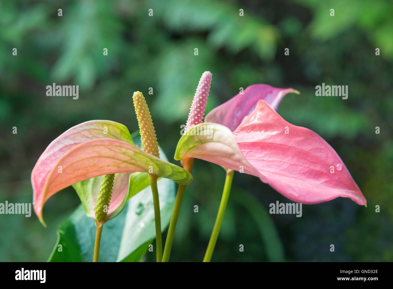 Beautiful spadix flower Stock Photo