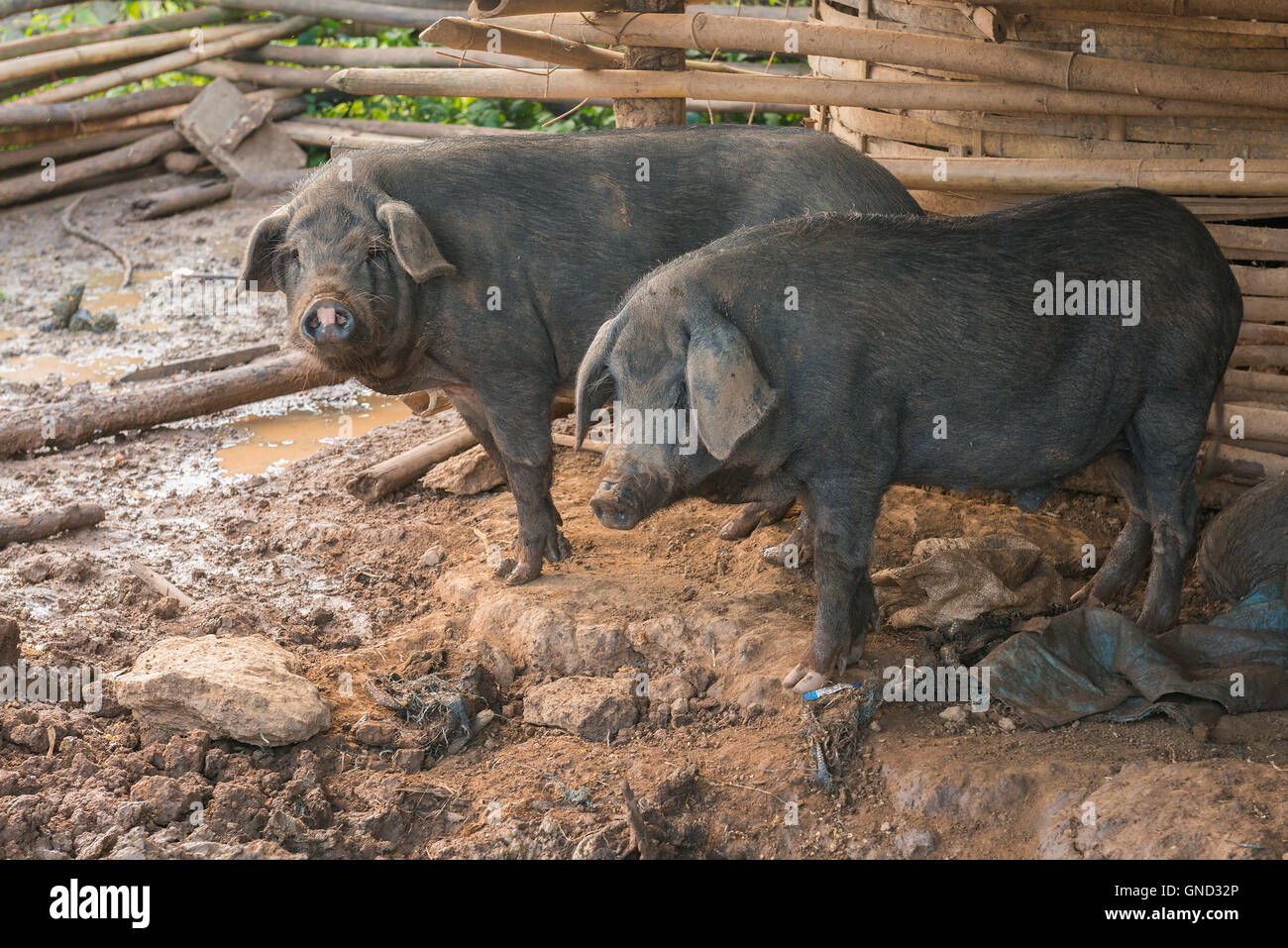 Black pigs in the pen. Stock Photo