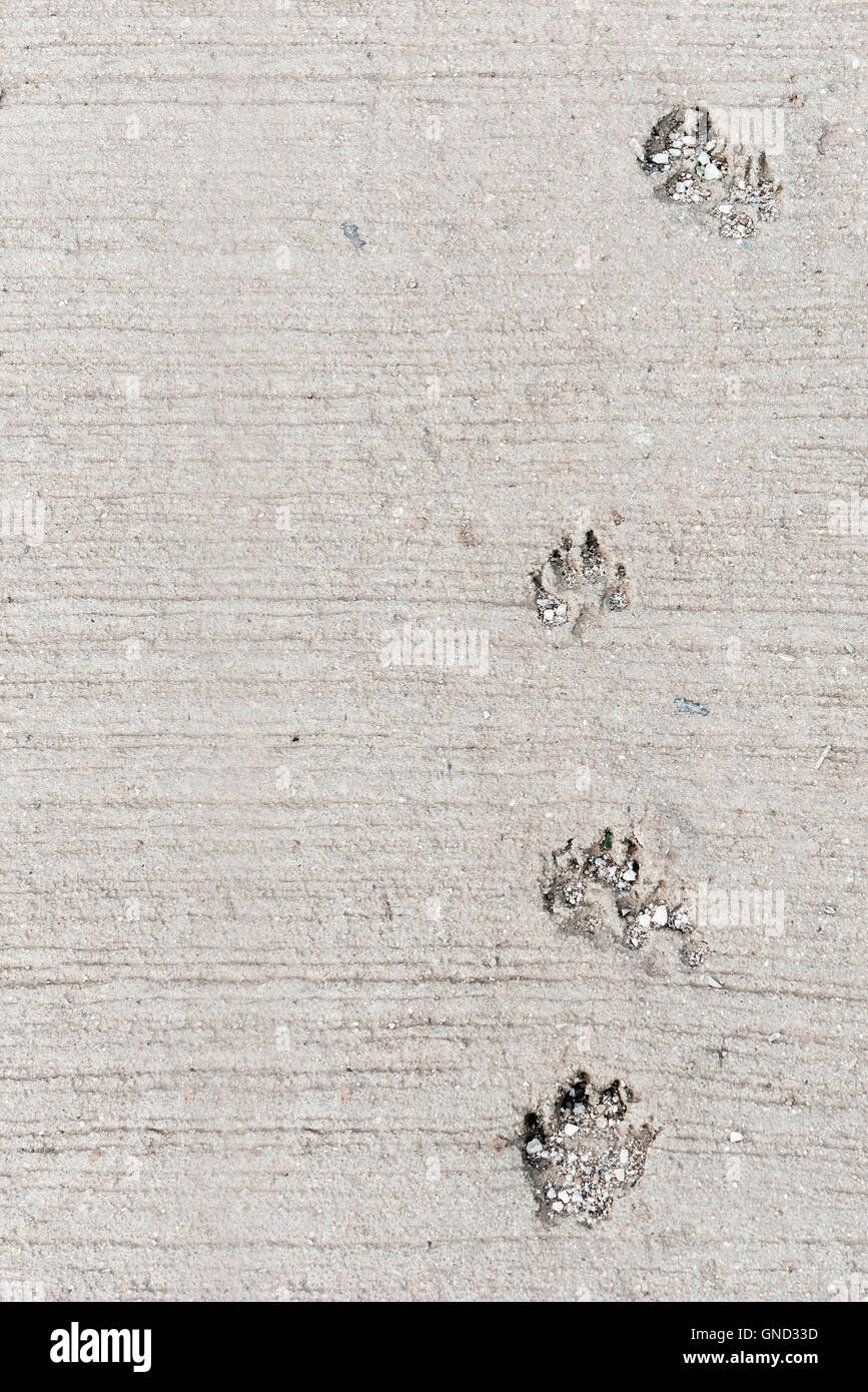 Dog foot print, this image have space for text. Vertical. Stock Photo