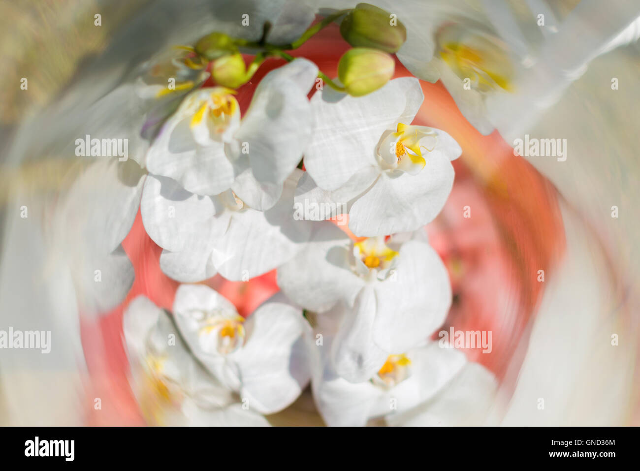 Close up of decoration white orchids in clear glass jars. Stock Photo