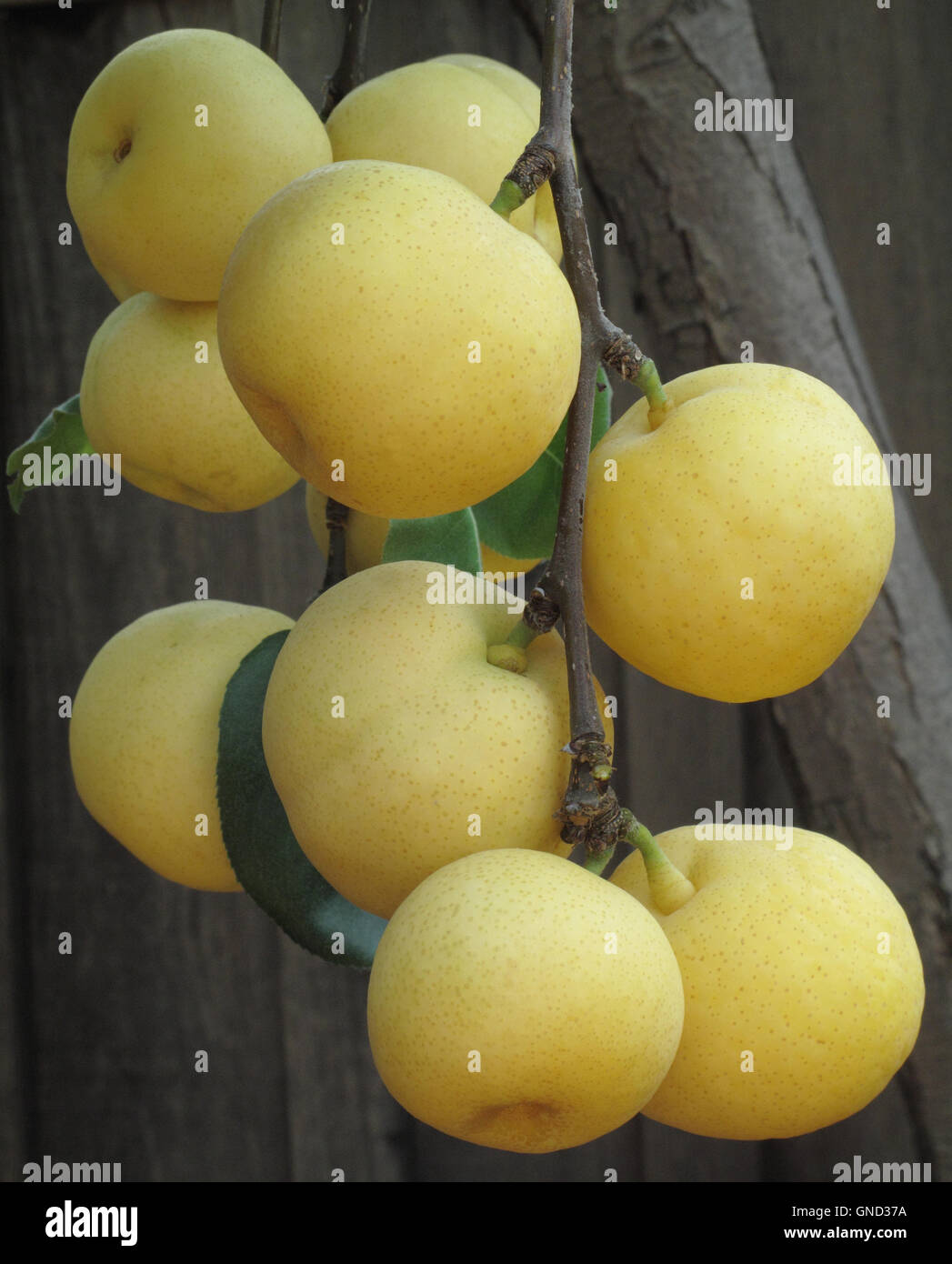 Asian pears growing on Asian pear tree Stock Photo