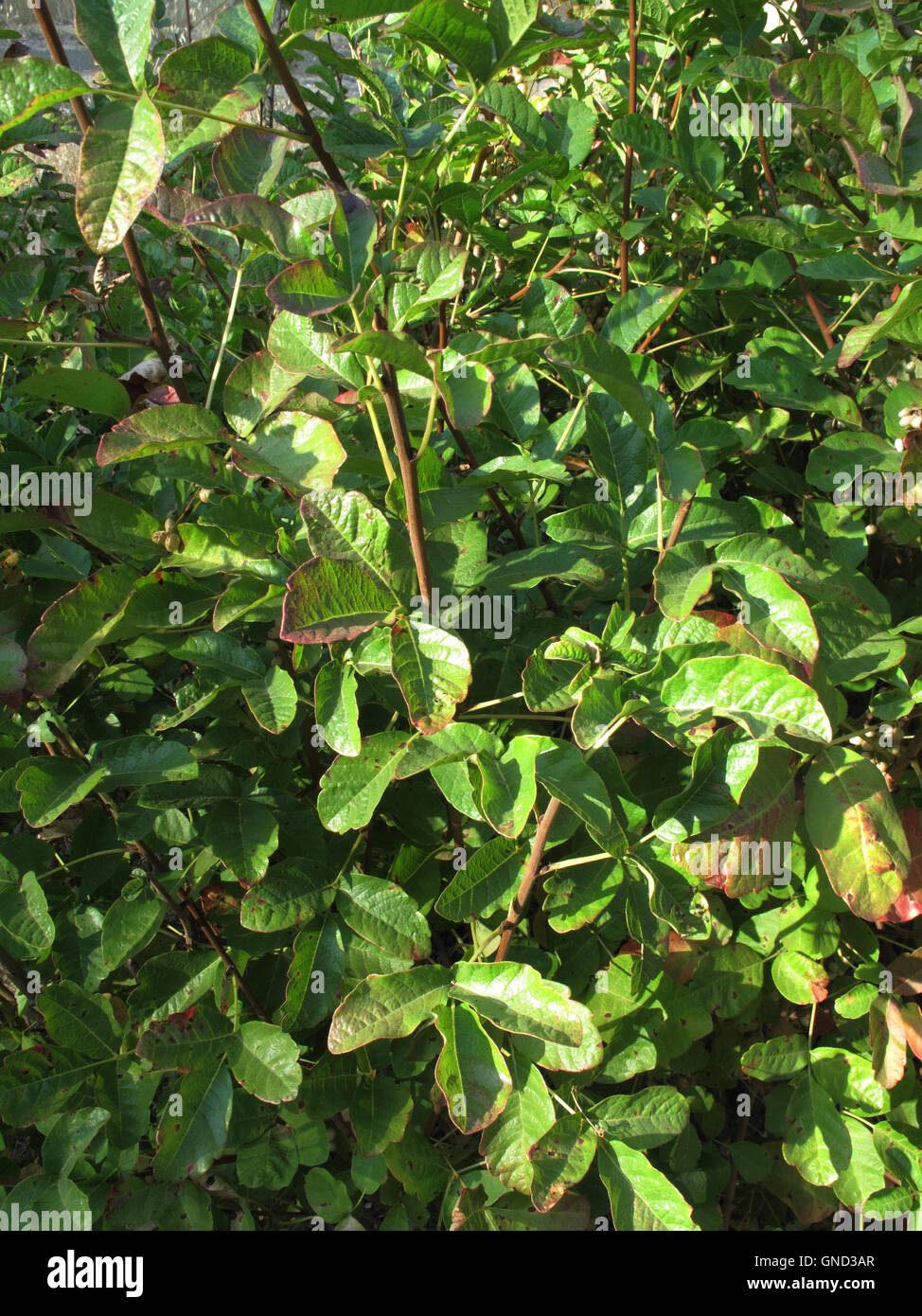 Poison Oak (Rhus diversiloba) in Santa Clara County, California Stock Photo