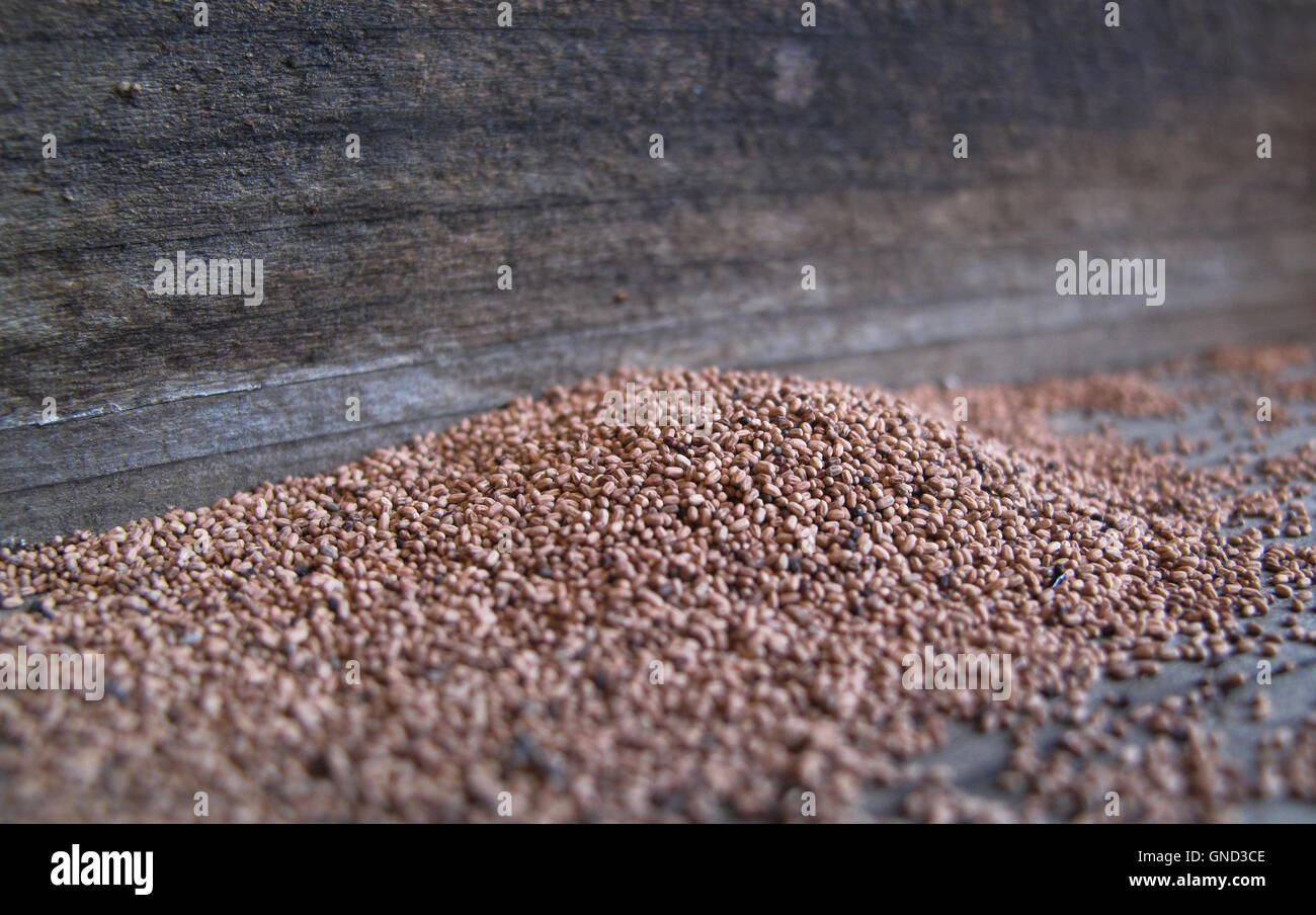 A pile of termite frass pellets on redwood boards Stock Photo