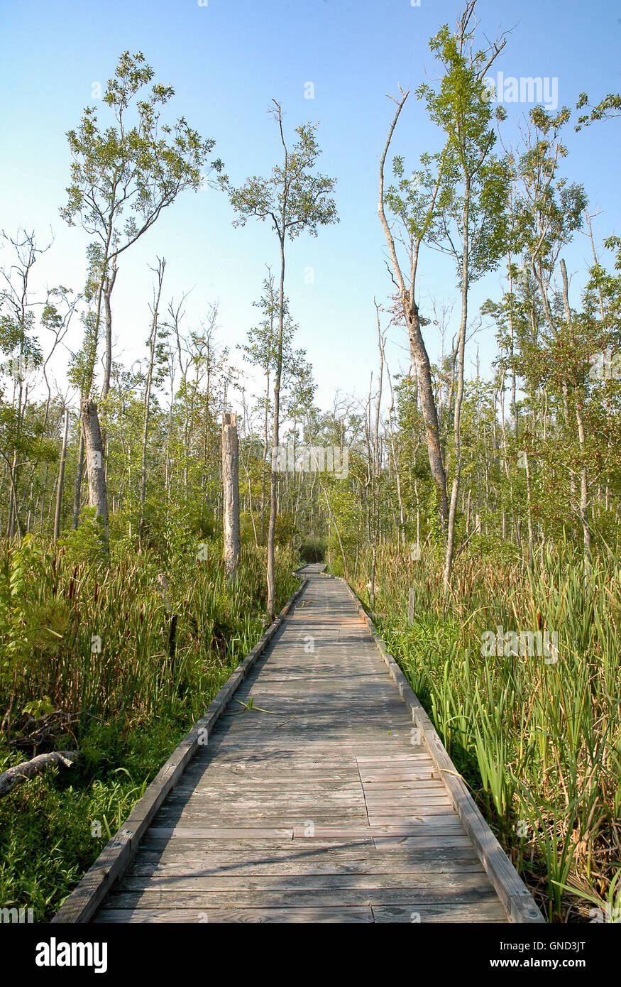 Goose Creek State Park Stock Photo Alamy