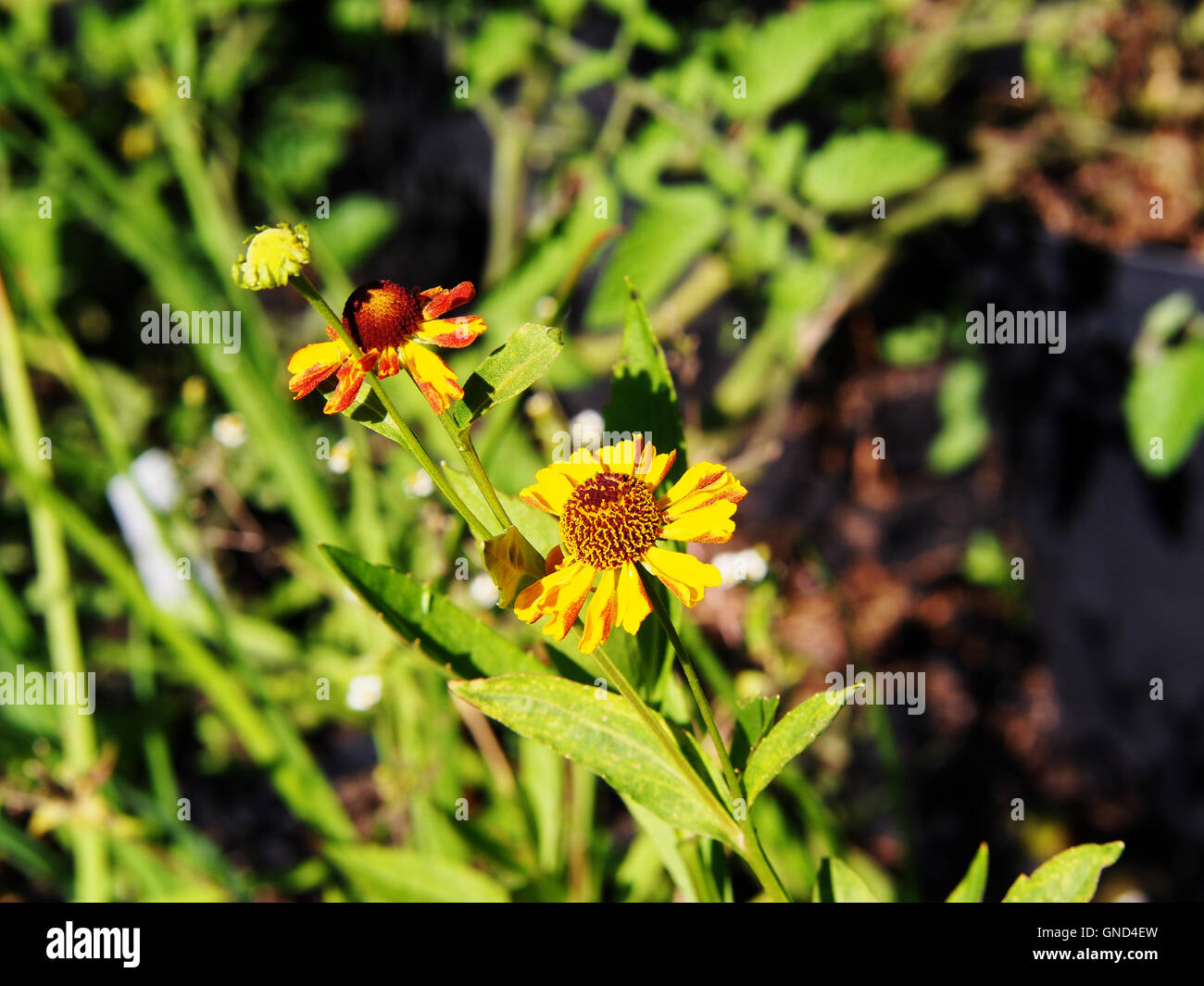 Helenium hoopesii (Sneezeweed) Stock Photo