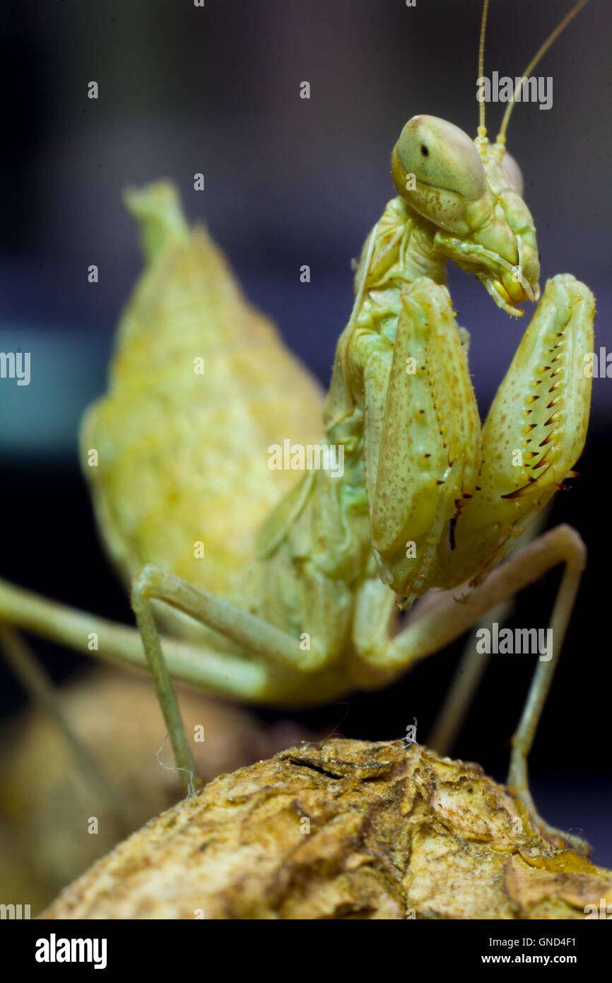 Macro image of an insect Praying mantis Stock Photo