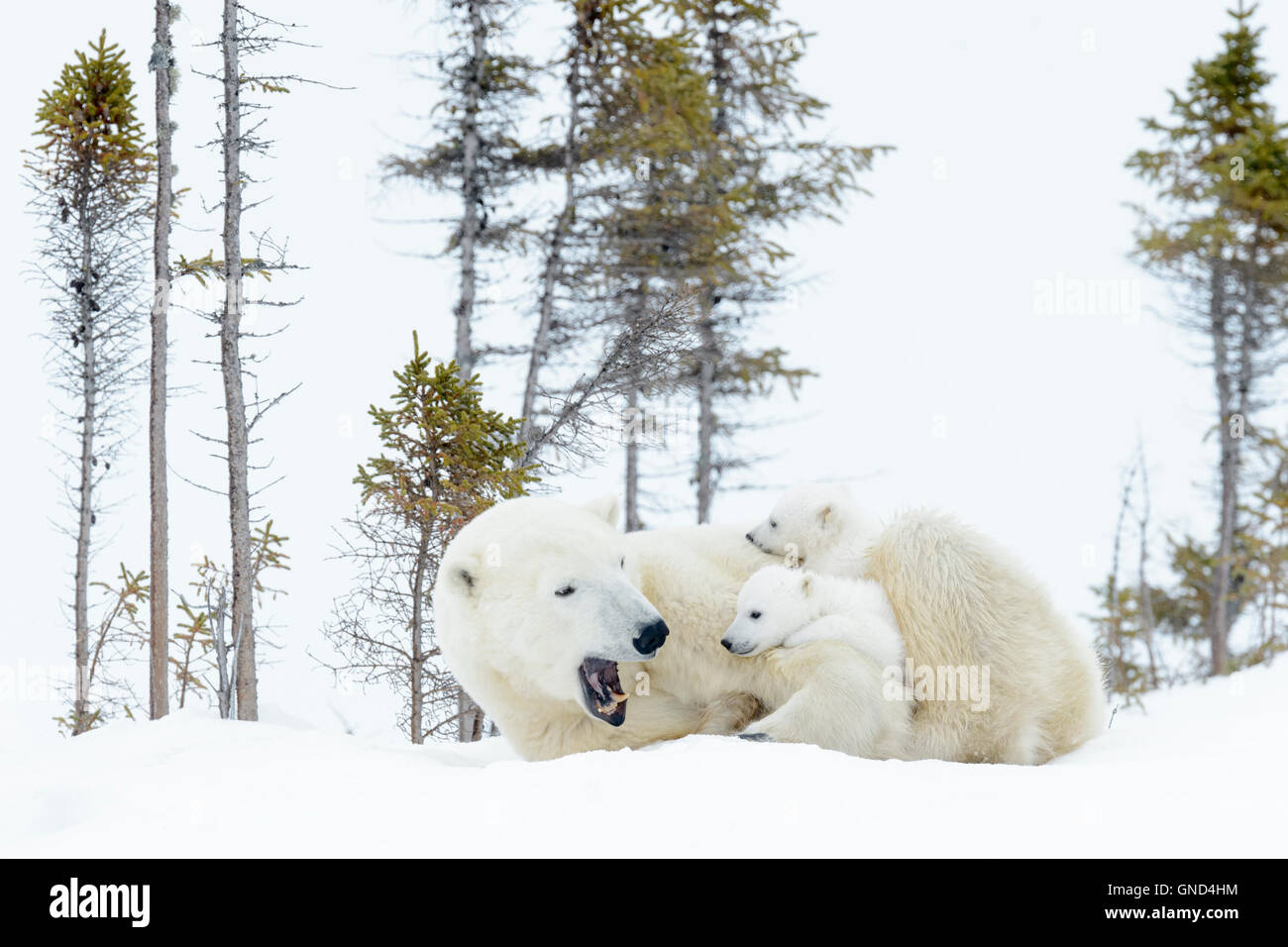 Polar bear cubs playing with mother hi-res stock photography and images ...