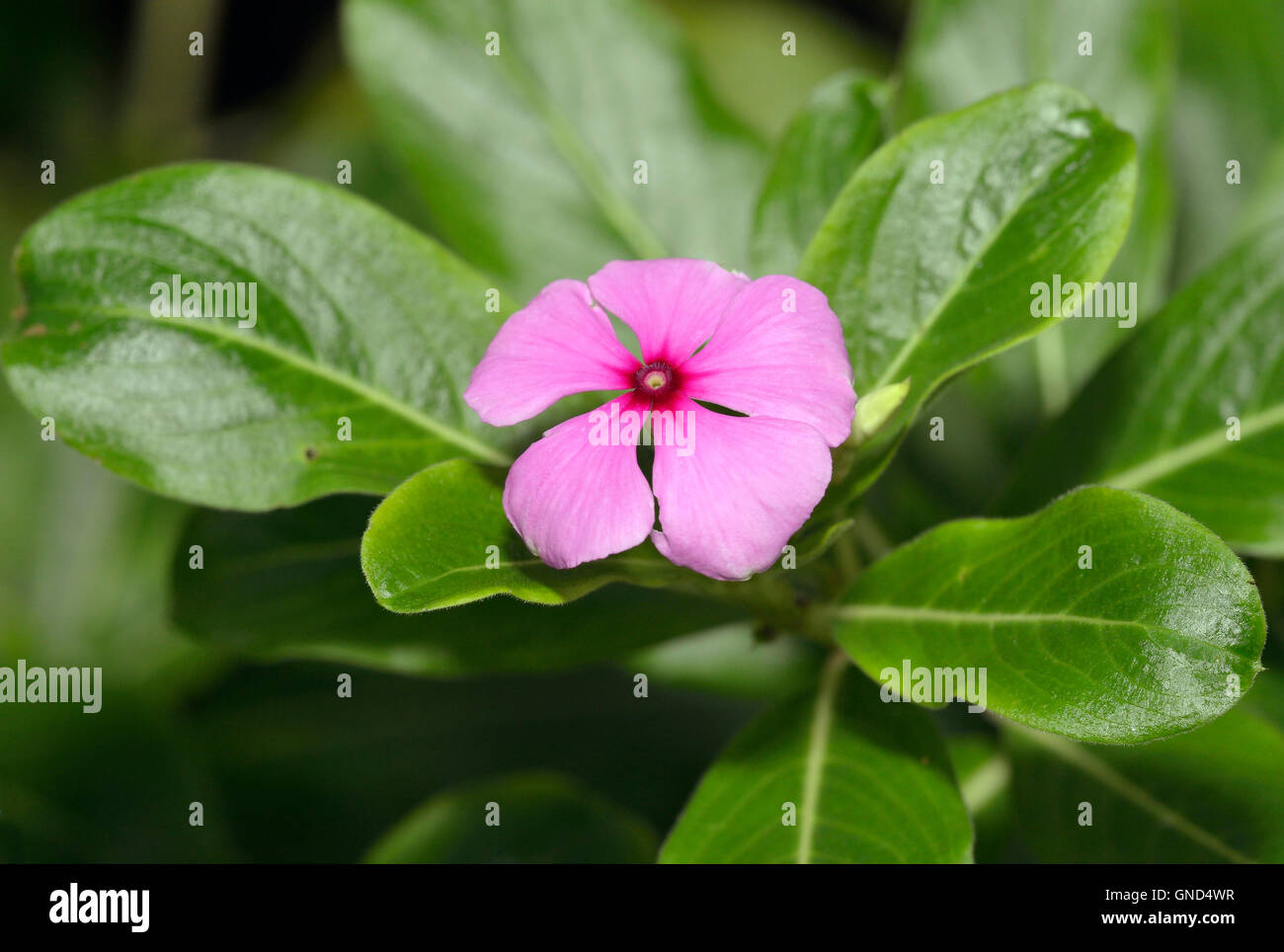 Madagascar or Rosy Periwinkle - Catharanthus roseus Source of the drugs vincristine and vinblastine, used to treat cancer Stock Photo