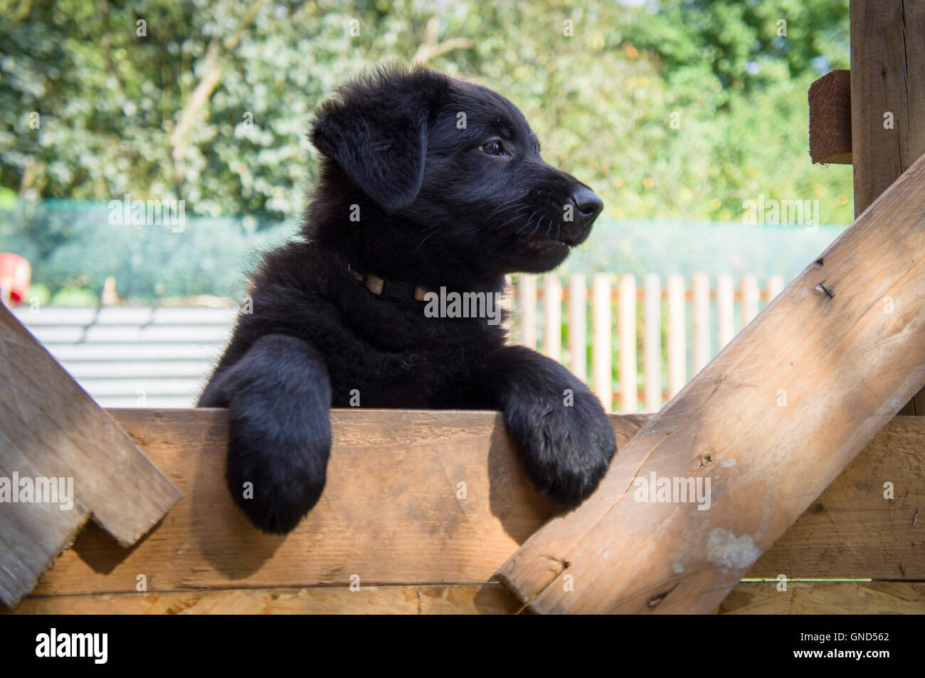 Black German Shepherd Dog Puppy Working Herding Dog Gsd Stock