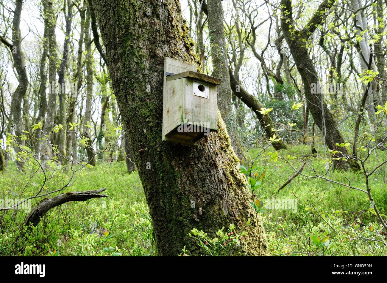 bird nest box on an old oak tree Carmarthenshire Wales Stock Photo Alamy