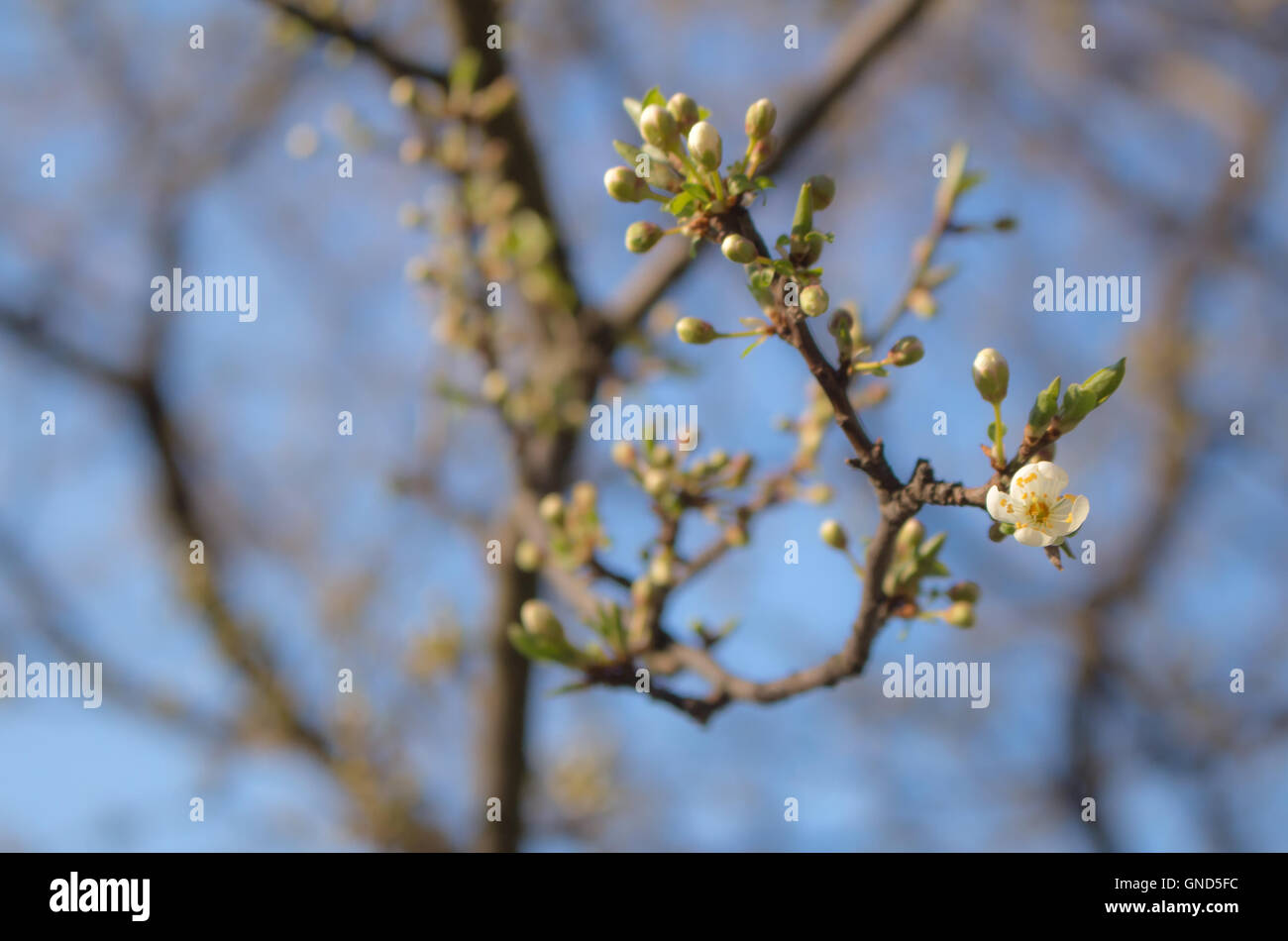 Tree Before Spring First flowers on the tree in the early spring. Blue sky in the ...