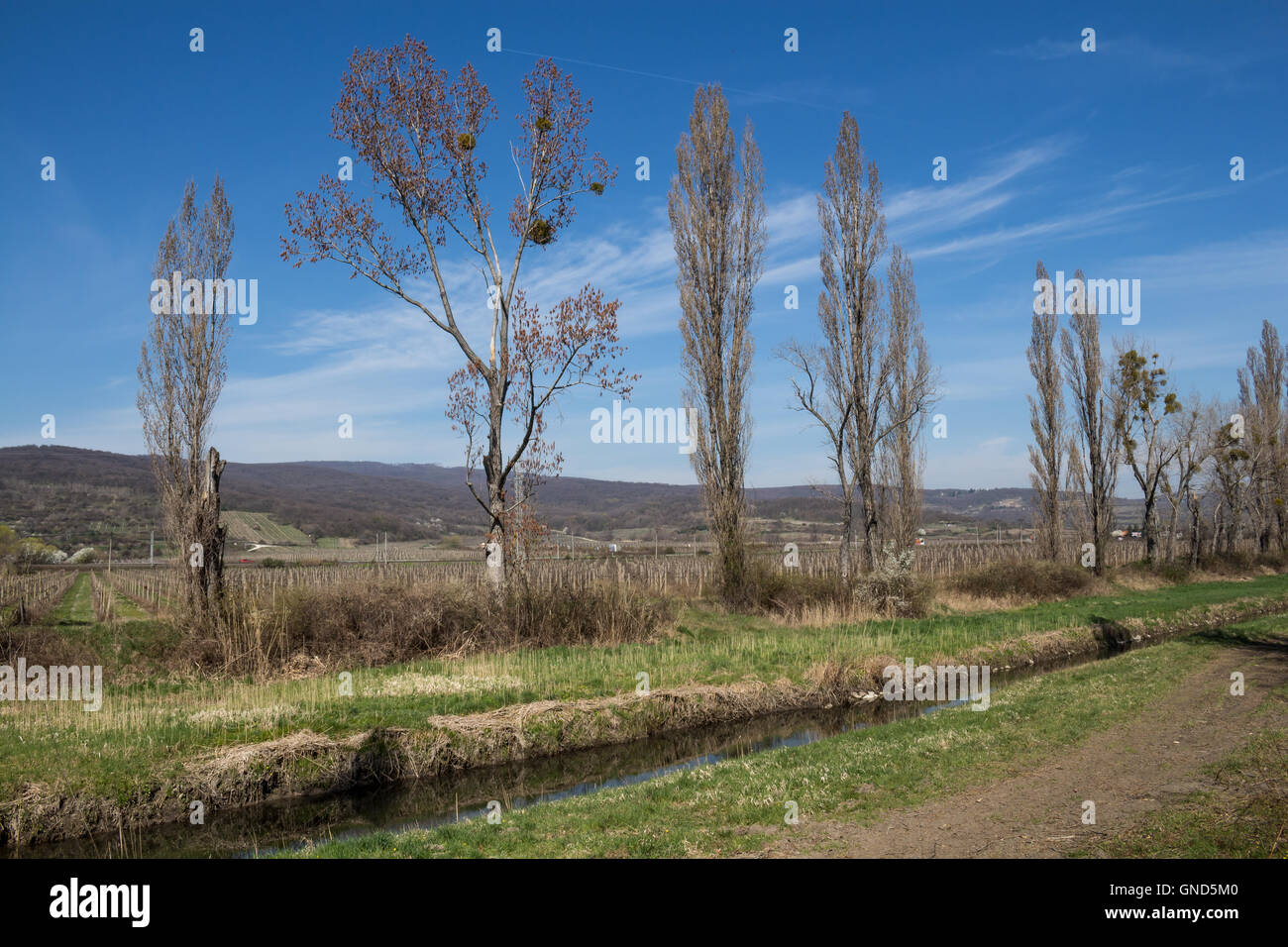 First grass in the spring, lining the banks of a small river. High ...