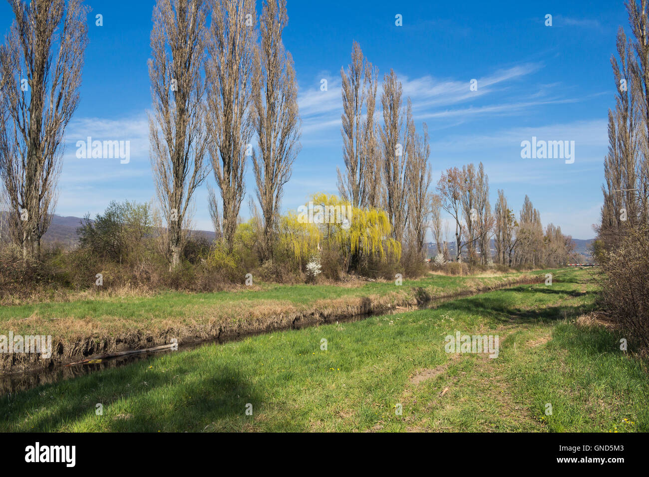 First grass in the spring, lining the banks of a small river. High ...