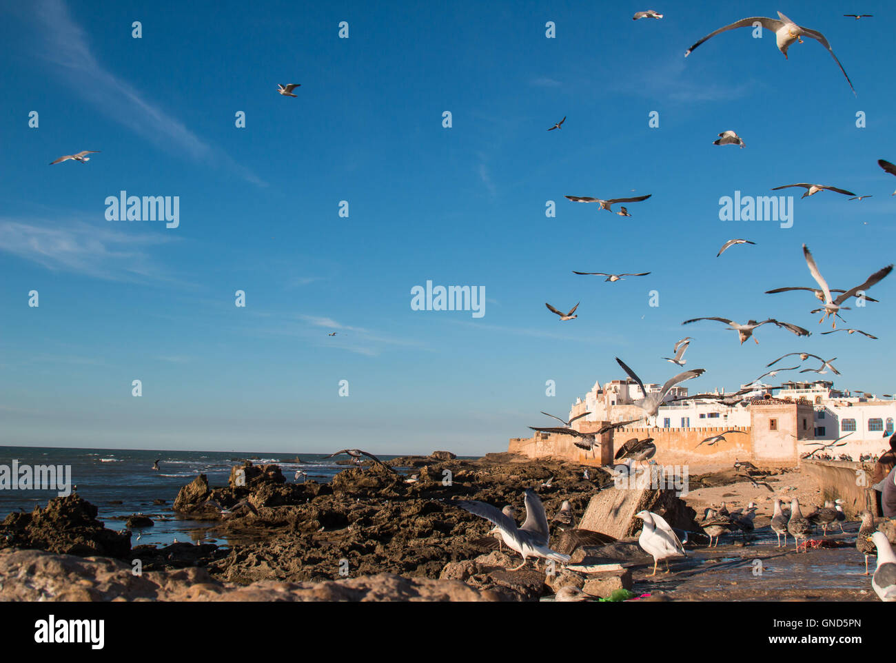 Old medieval city on the coast of Atlantic Ocean. Many seagulls hunting in the port. Blue sky with light clouds. Stock Photo