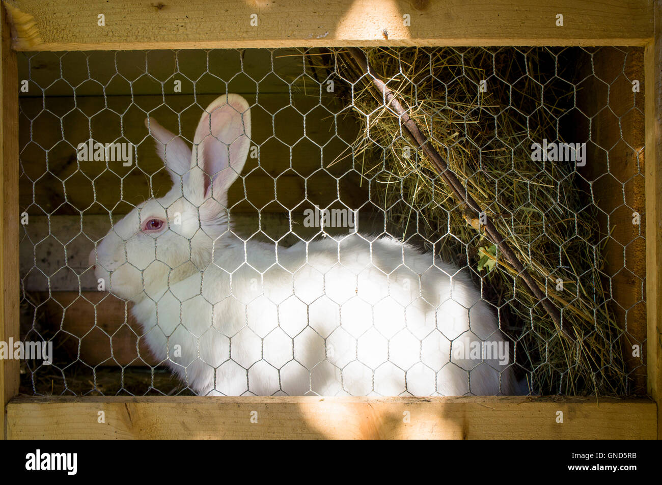 New Zealand White, albino domestic rabbit, straw bedding in hutch Stock ...