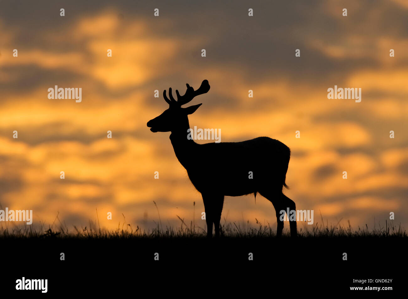 Fallow deer silhouette Stock Photo - Alamy