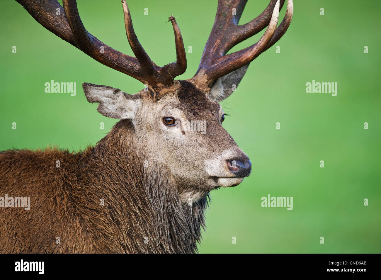 Red Deer (Cervus Elaphus) Stock Photo