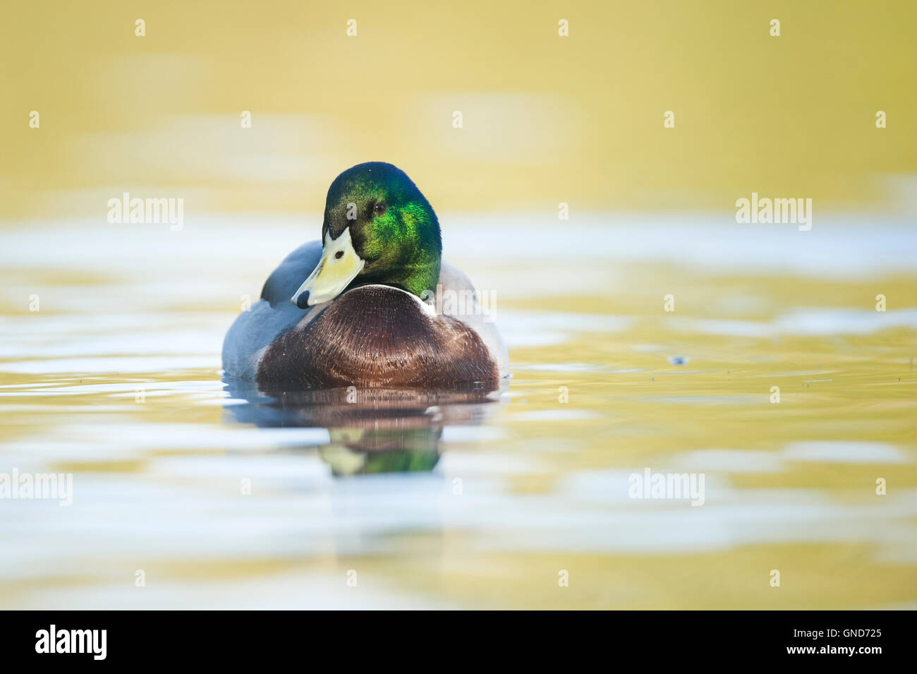 Mallard (Anas Platyrhynchos) Stock Photo