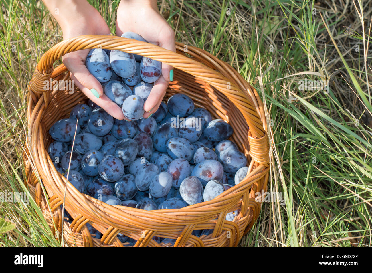 Persons hands putting fresh picked plums into the basket Stock Photo