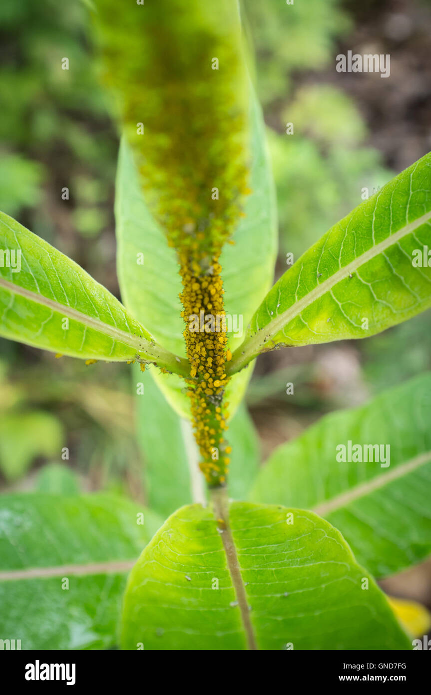 Macro closeup tiny yellow aphids on leaf stem Stock Photo - Alamy