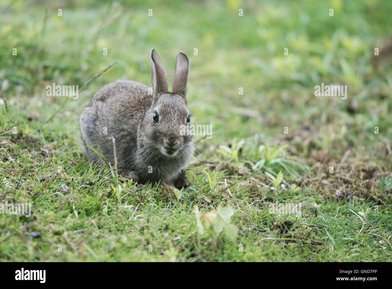 Eurpoean history hi-res stock photography and images - Alamy