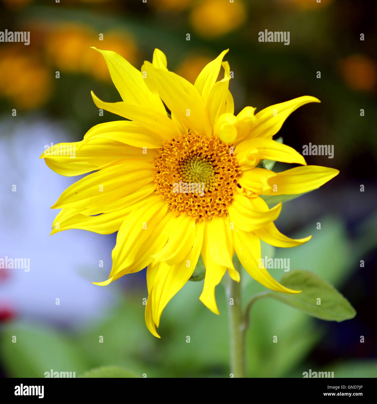 Helios flower hi-res stock photography and images - Alamy