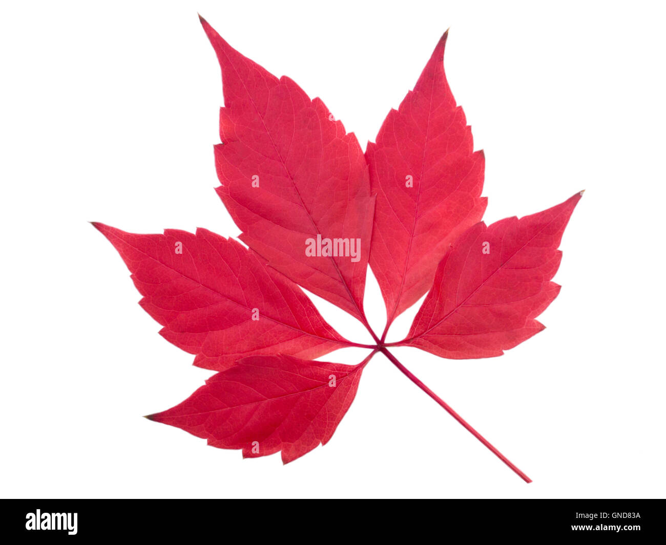 Bright red parthenocissus leave isolated on white Stock Photo