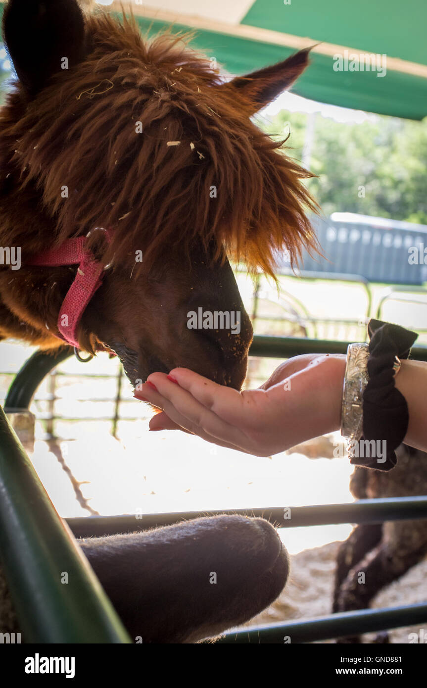 Feeding a silly hipster llama at a petting zoo in early spring Stock Photo