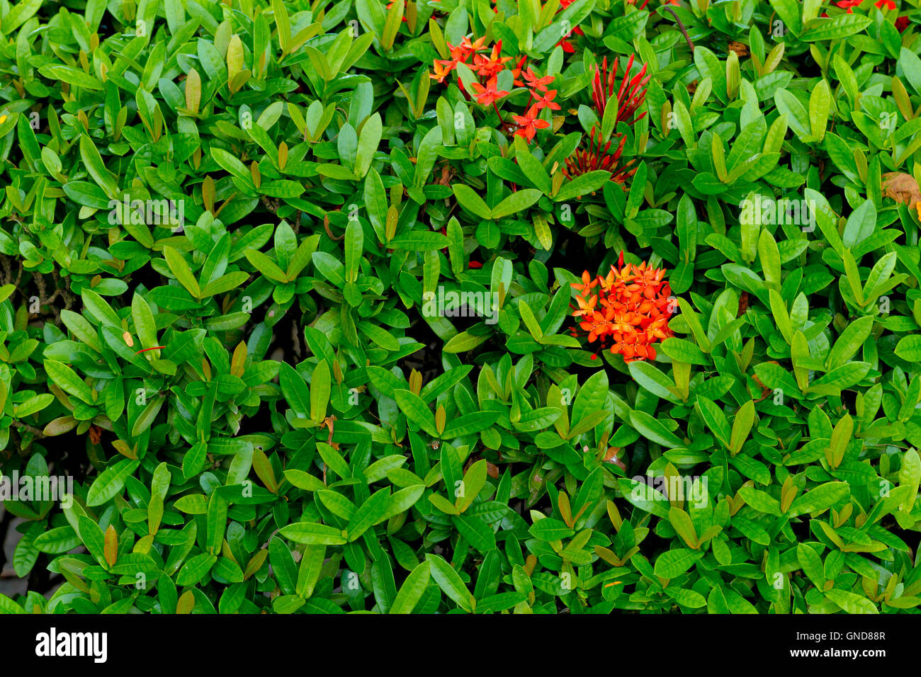 red flower spike, Rubiaceae flower with green leaves background Stock Photo