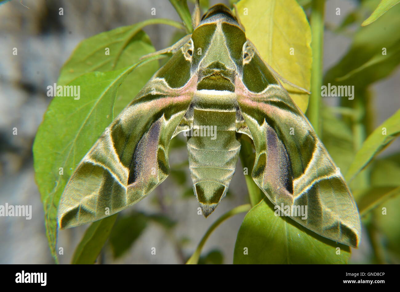 Army green moth hires stock photography and images Alamy