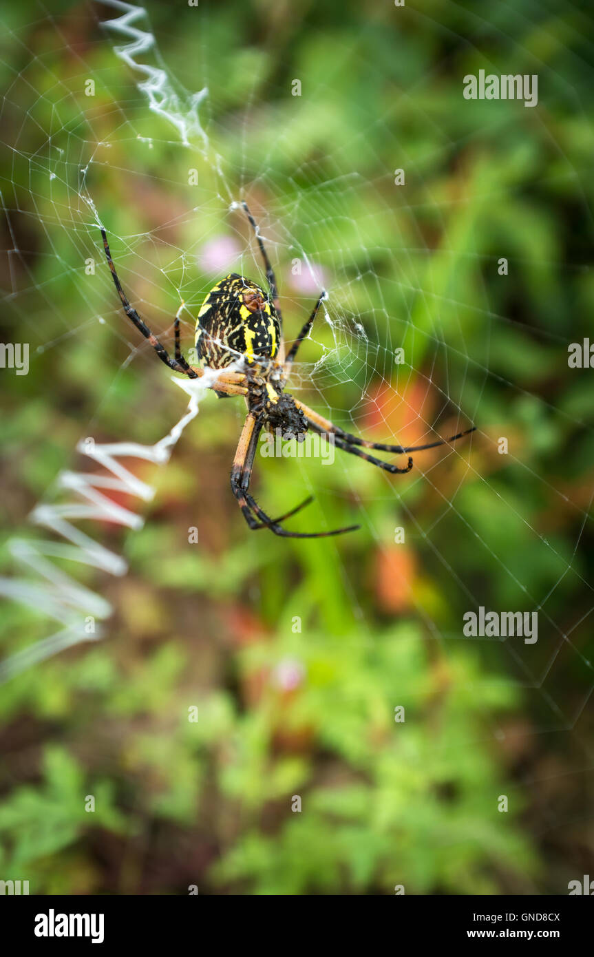 Spider habitat hires stock photography and images Alamy