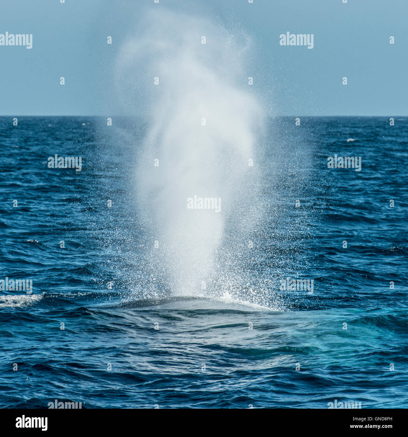 Blue whale (Balaenoptera musculus) Stock Photo