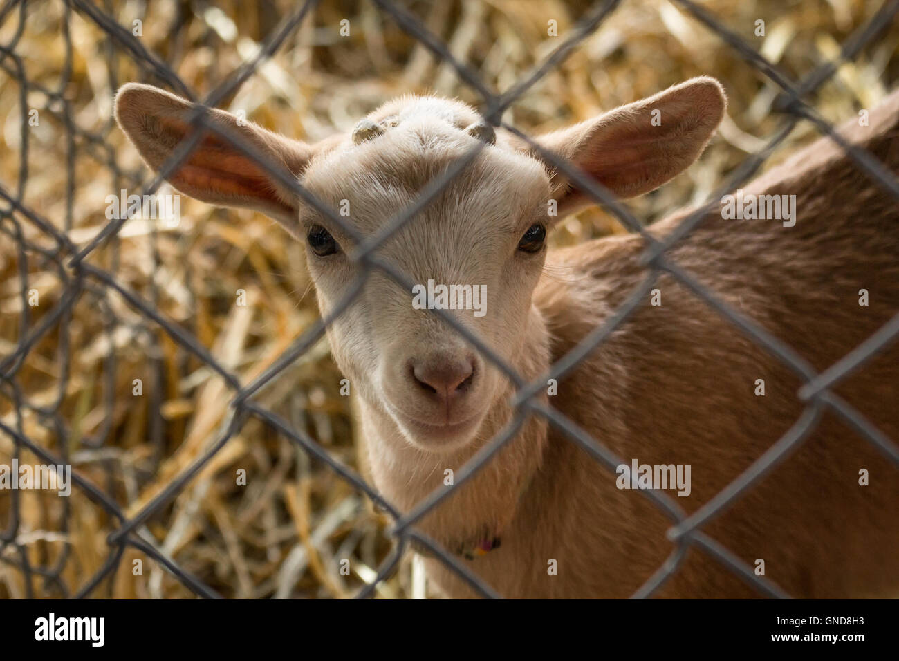 Cute newborn lamb portrait behind fence in pen Stock Photo - Alamy