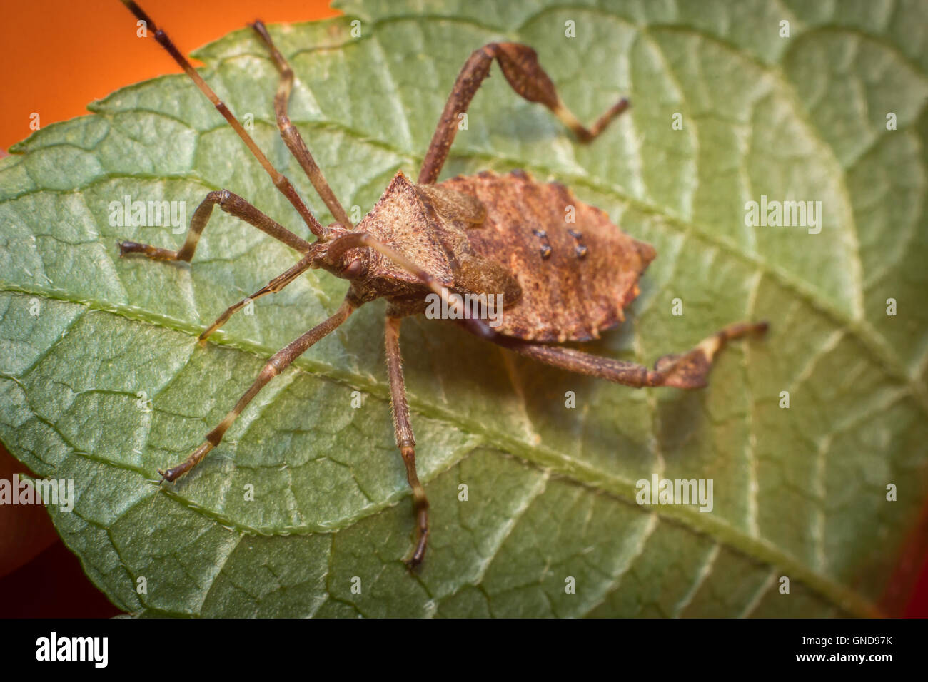 Squash beetle hires stock photography and images Alamy
