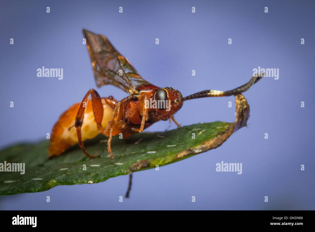 Close up macro tiny infant Ichneumon wasp on green leaf Stock Photo