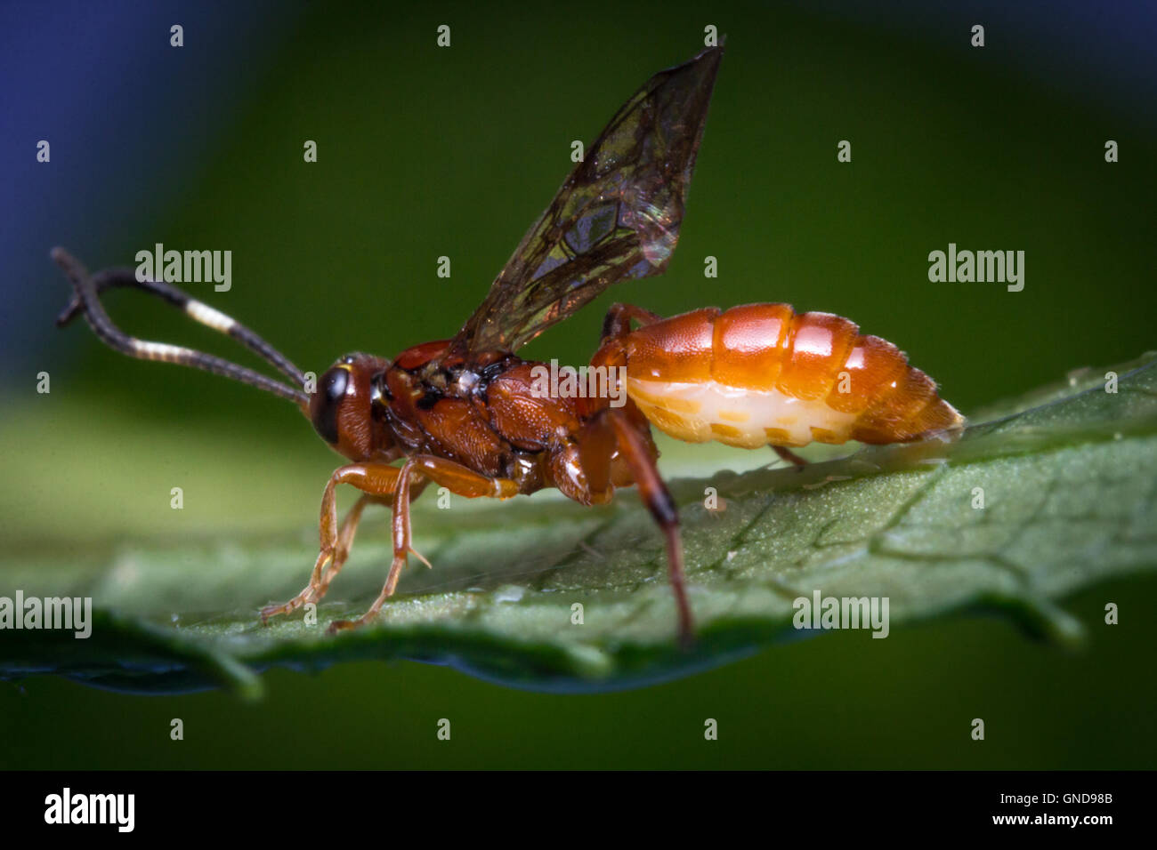 Close up macro tiny infant Ichneumon wasp on green leaf Stock Photo