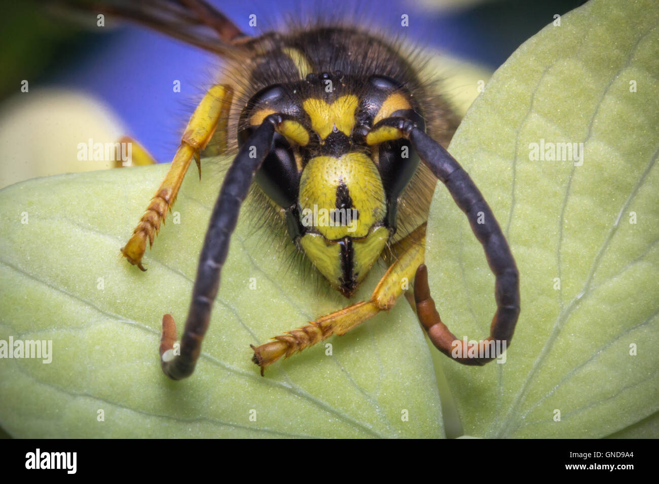 Eastern yellow jacket wasp hires stock photography and images Alamy