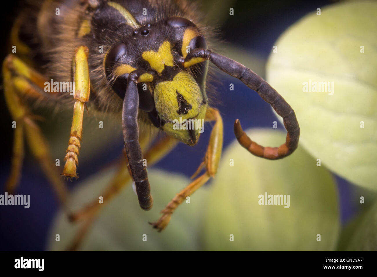 Close up macro scary yellow jacket wasp flying Stock Photo Alamy