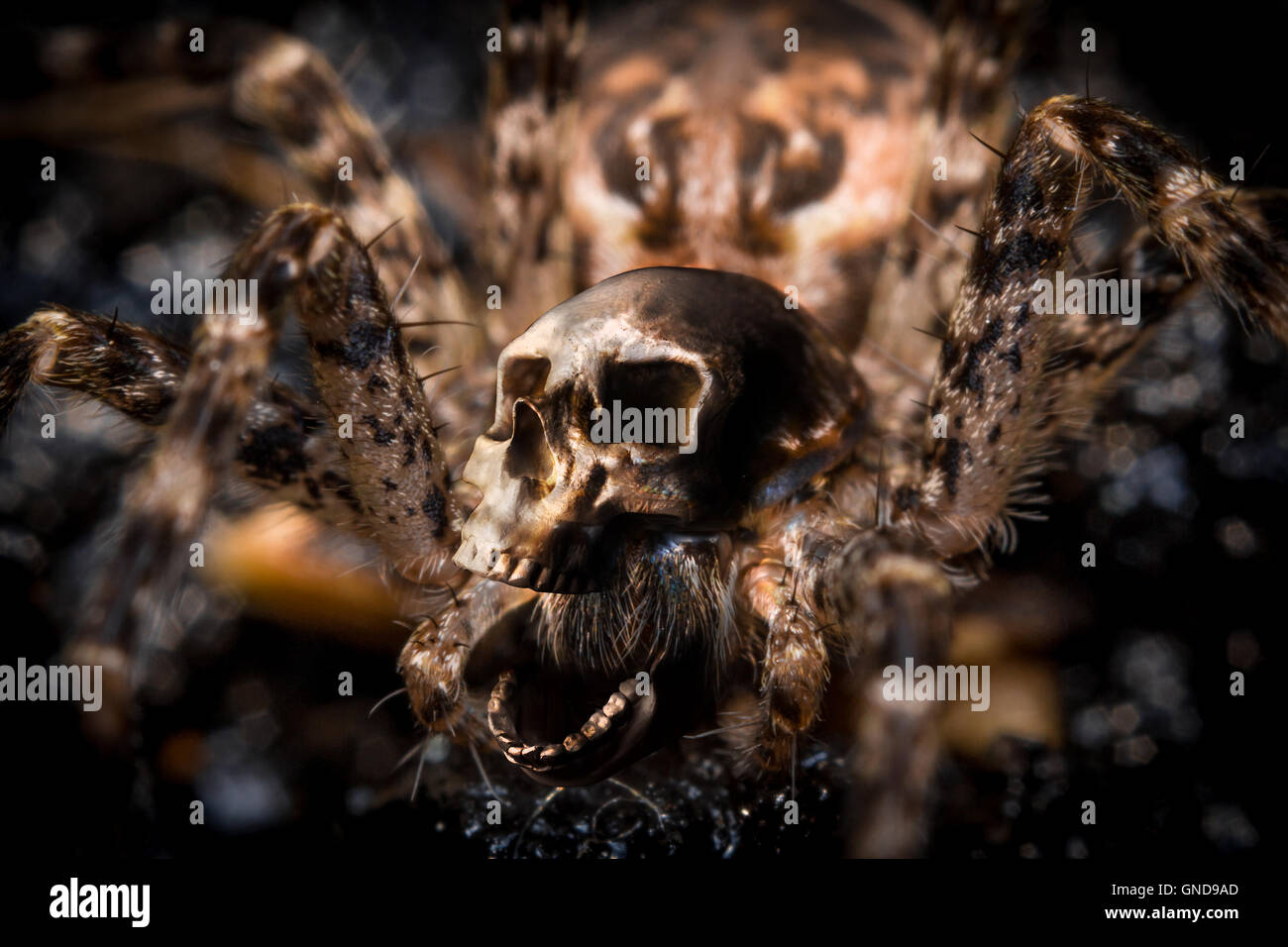 Extreme close up macro shot of a large wolf spider with human skull Stock Photo