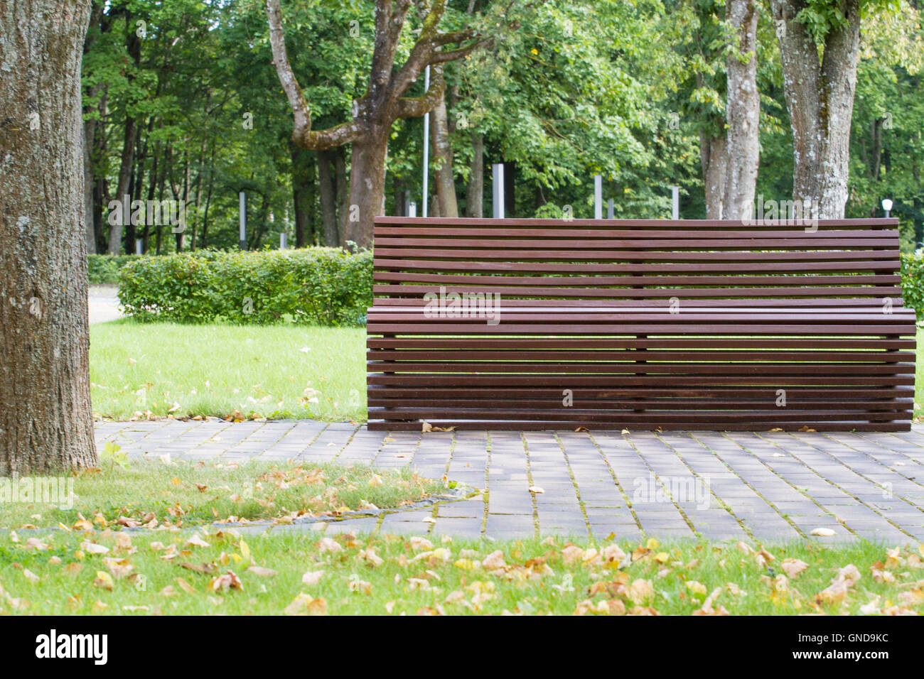 Modern curve shaped wooden bench under old and tall trees in the park